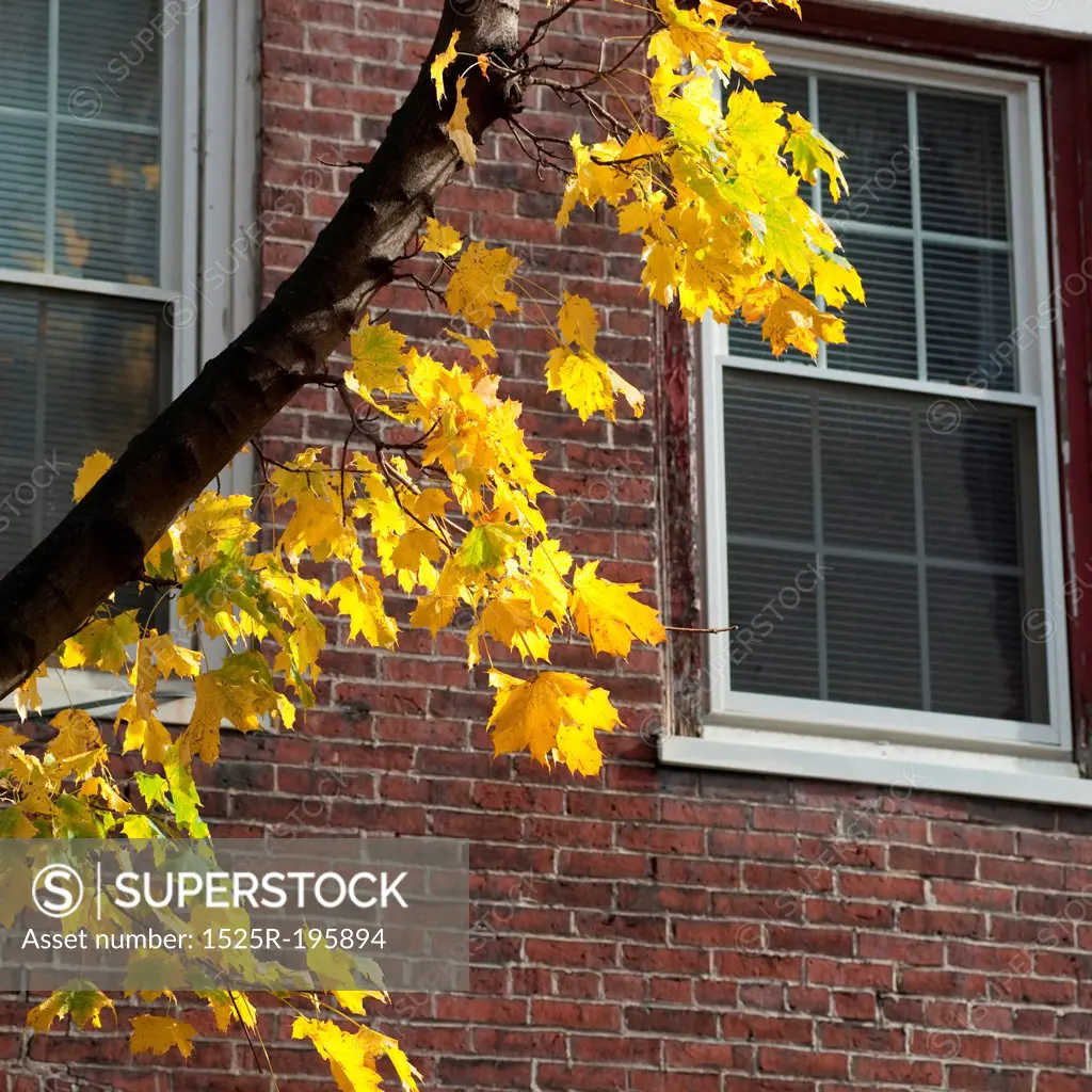 Autumn leaves on a tree in Boston, Massachusetts, USA
