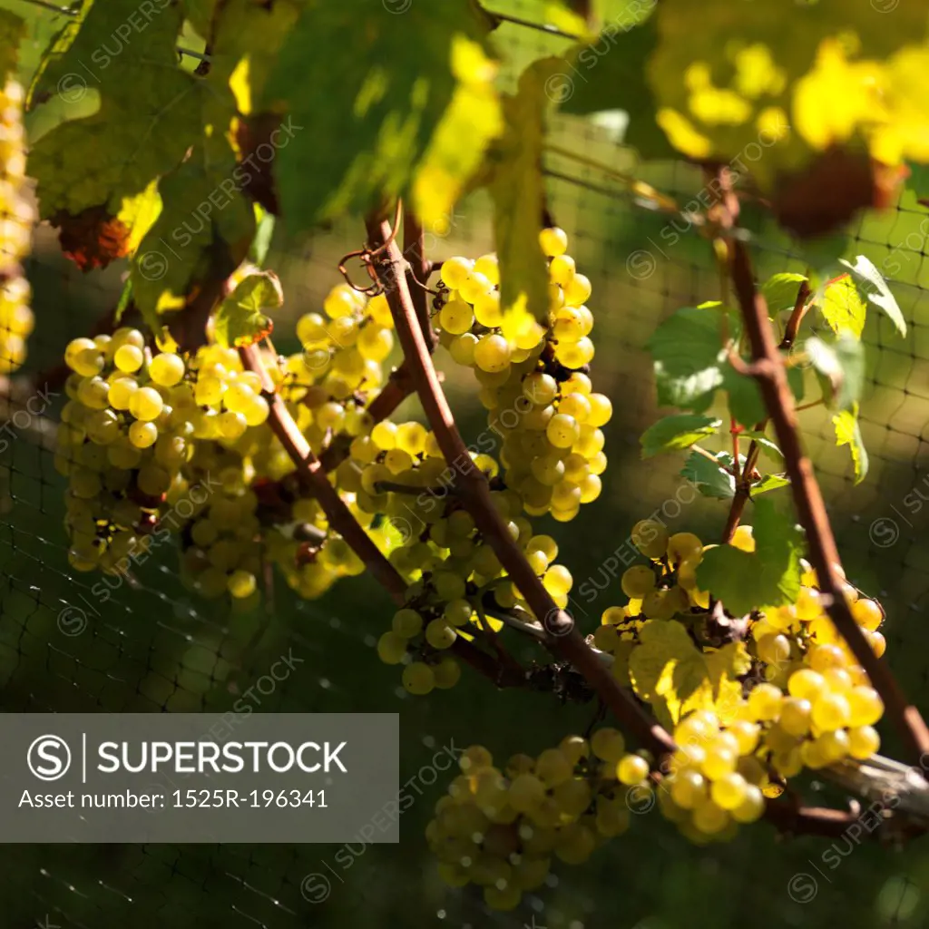 Grapes on the vine in The Hamptons