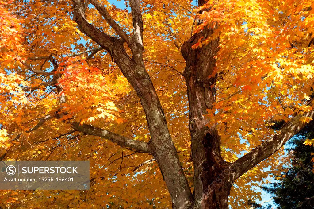 Autumn trees in The Hamptons