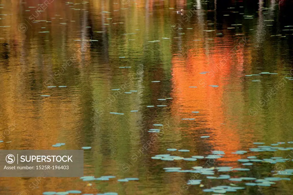 Reflections in a Pond in The Hamptons