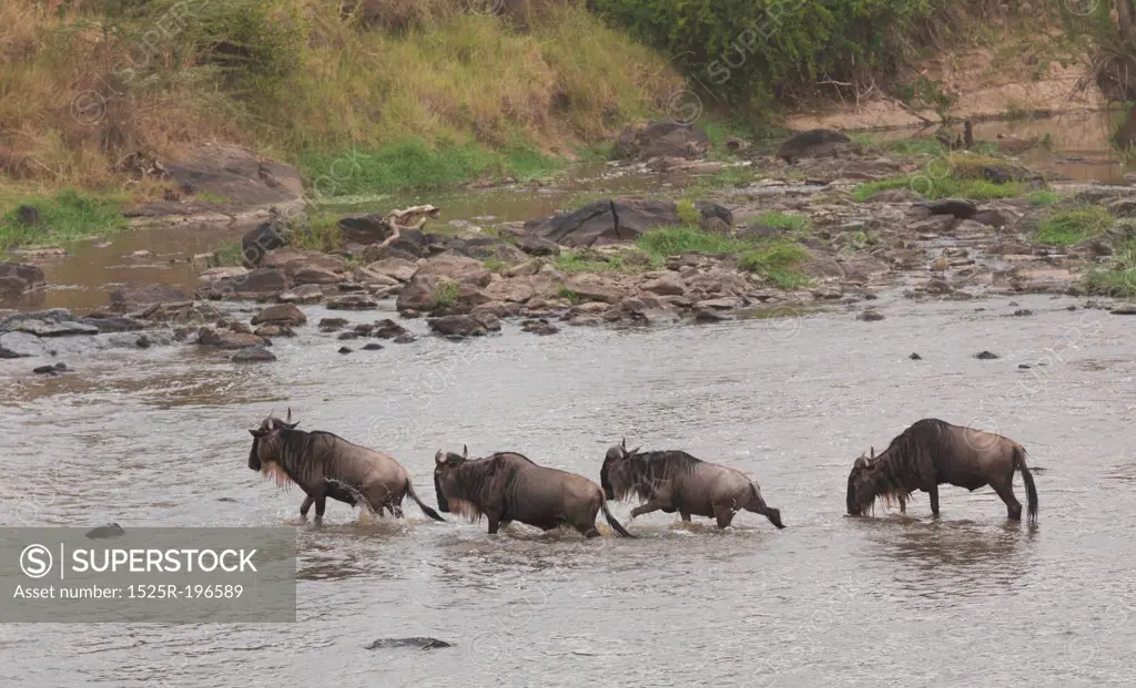Wilderbeast Great Migration river crossing in Kenya Africa