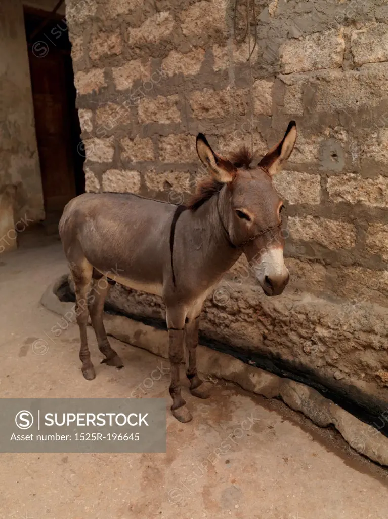 Donkey in Lamu Town, Africa