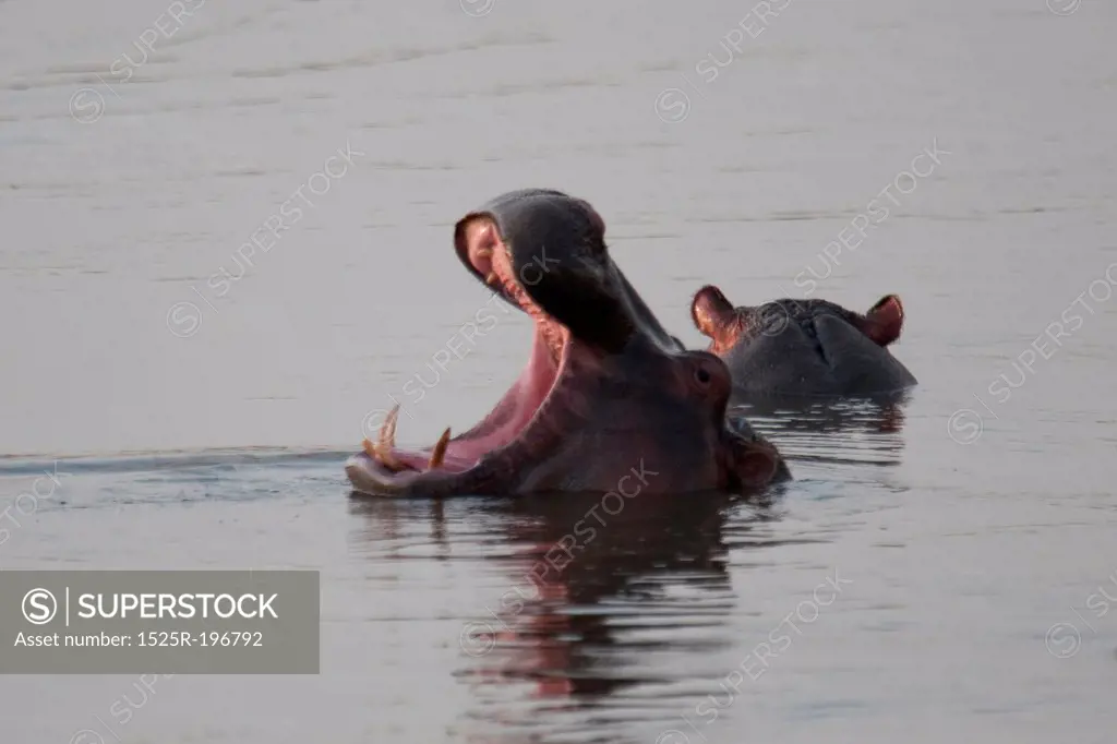 Hippo wildlife in Kenya