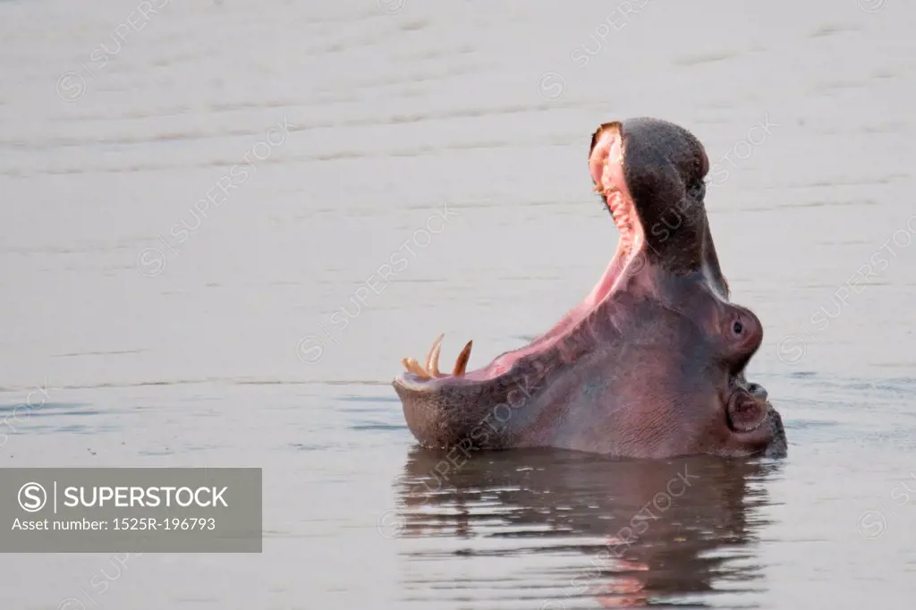 Hippo wildlife in Kenya