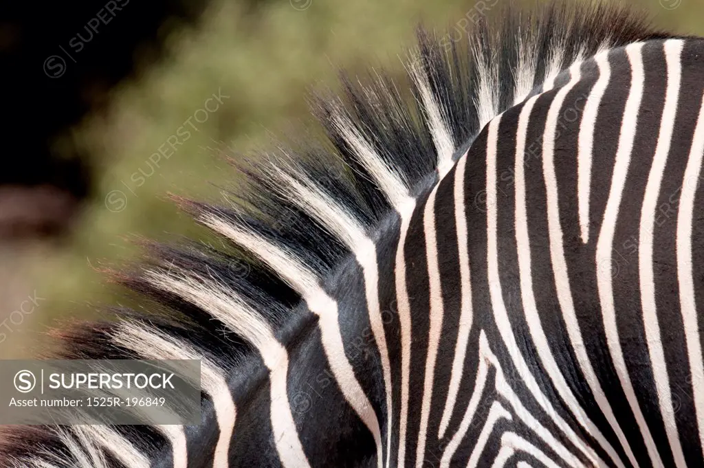 Close-up of zebra's stripes