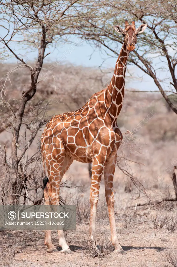 Giraffe wildlife in Kenya