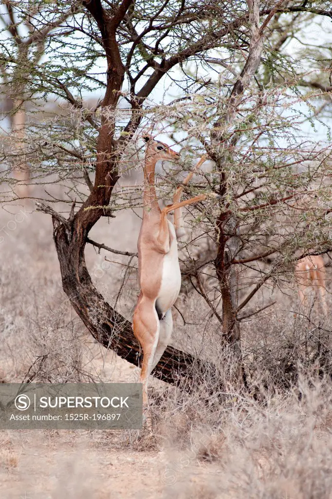 Impala wildlife in Kenya