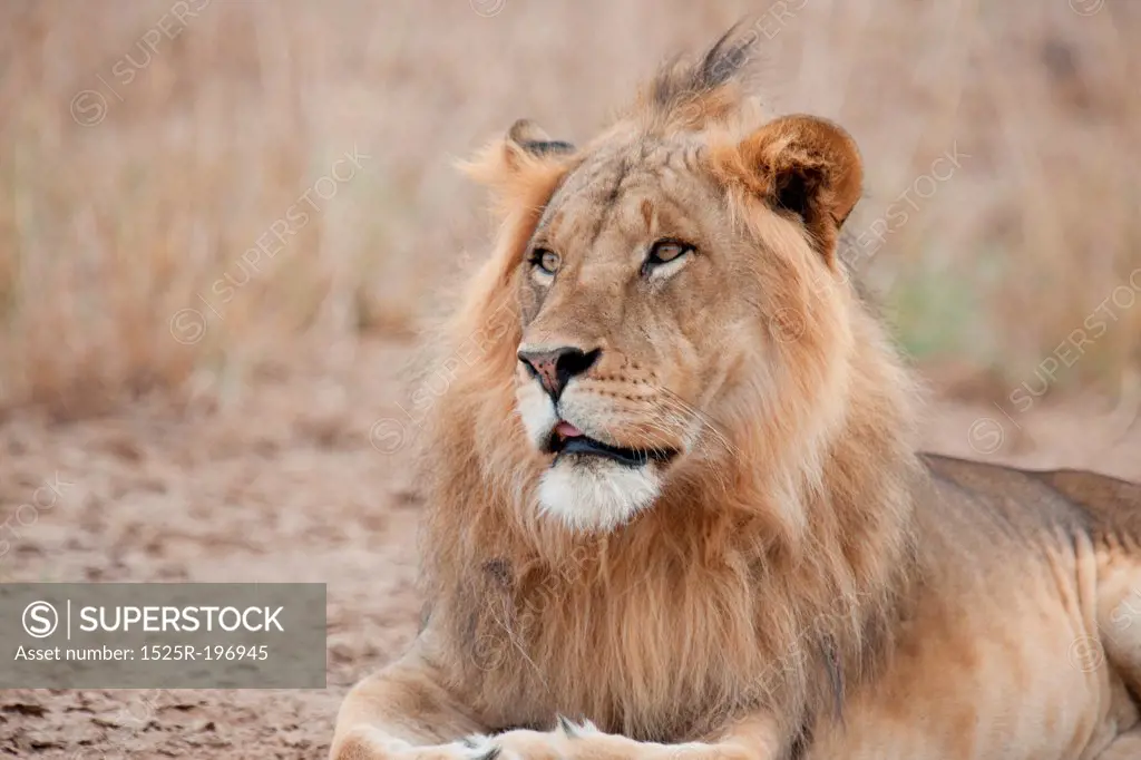 Lion wildlife in Kenya