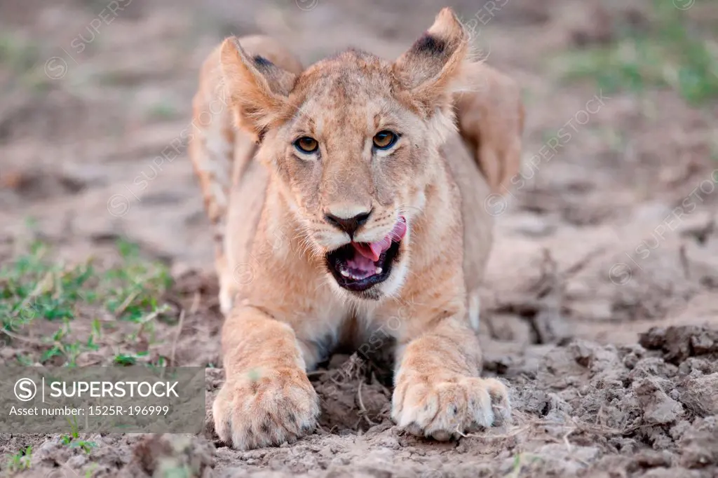 Lion Cub in Kenya Africa
