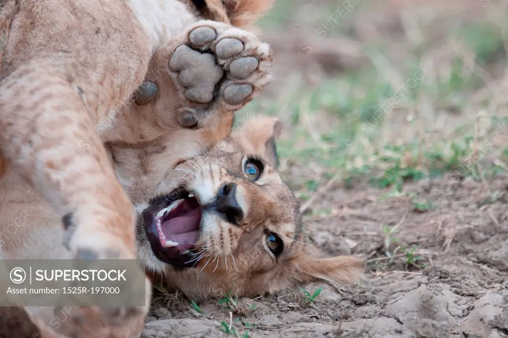 Lion Cub in Kenya Africa