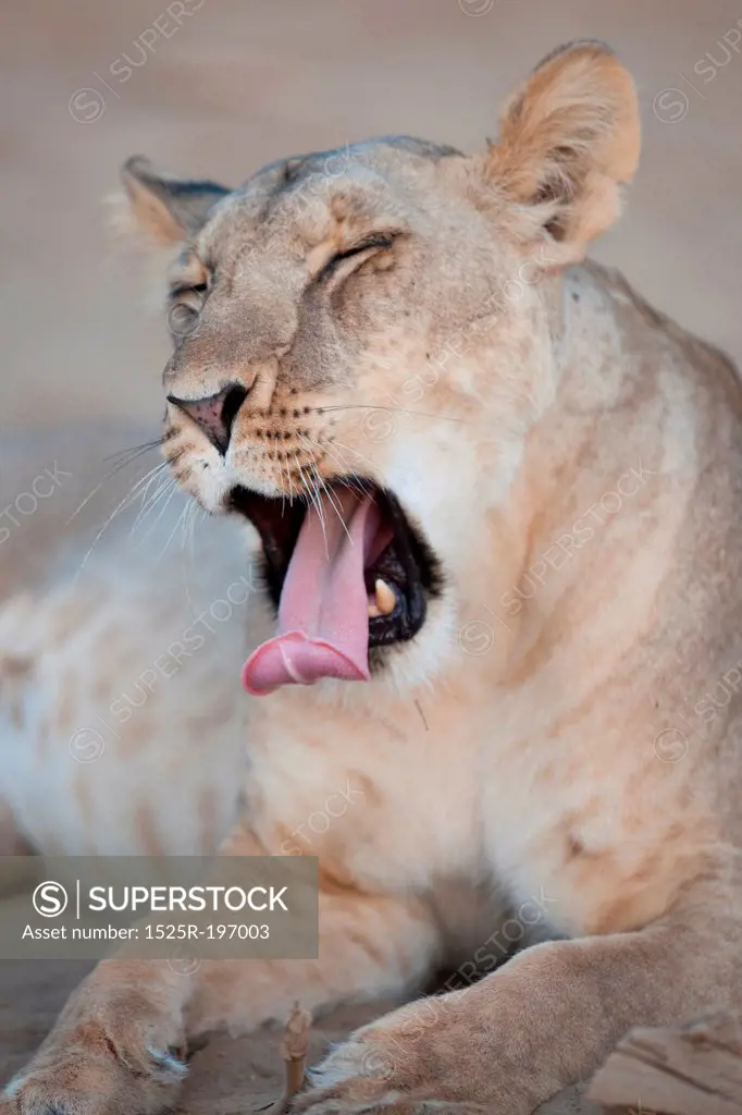 Lion in Kenya Africa