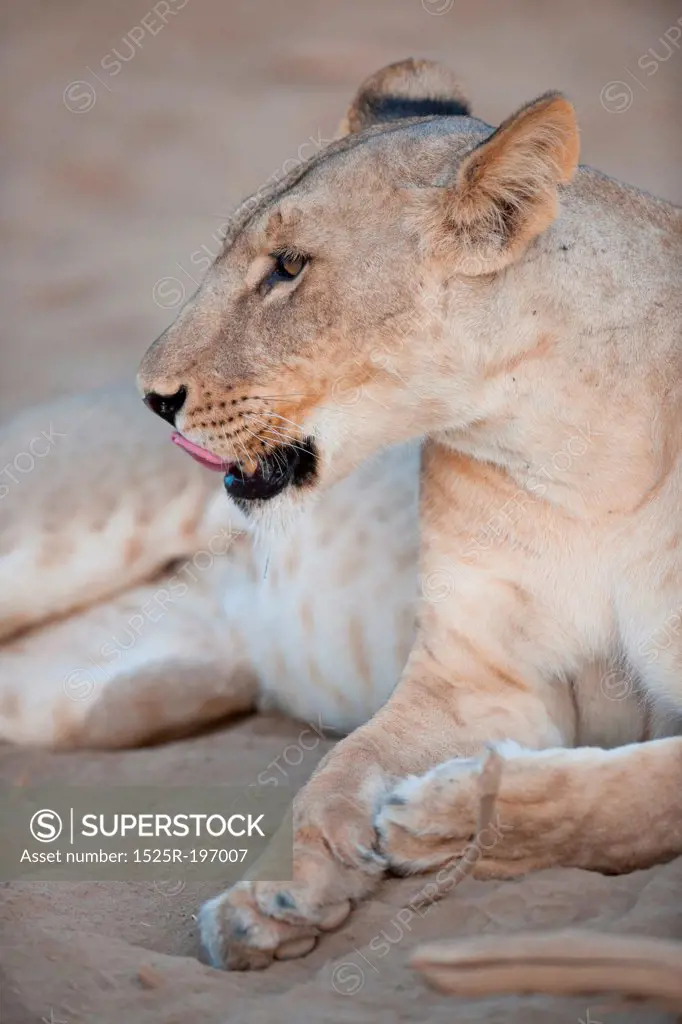 Lion in Kenya Africa