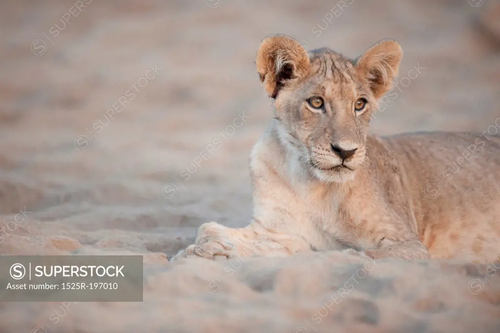 Lion in Cub Kenya Africa