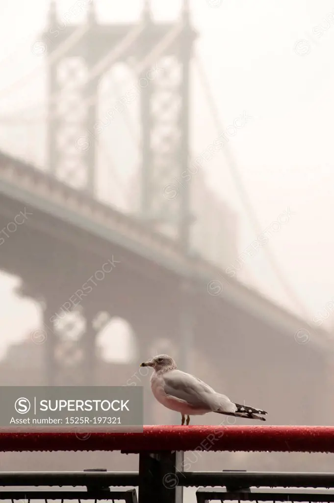 Bird in forground with Manhattan Bridge over East River in Manhattan, New York City, U.S.A.