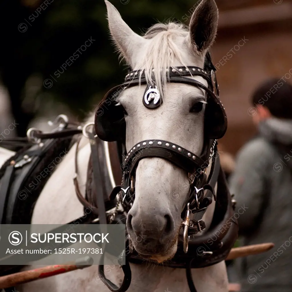 Carriage Horse outside Central Park in Manhattan, New York City, U.S.A.