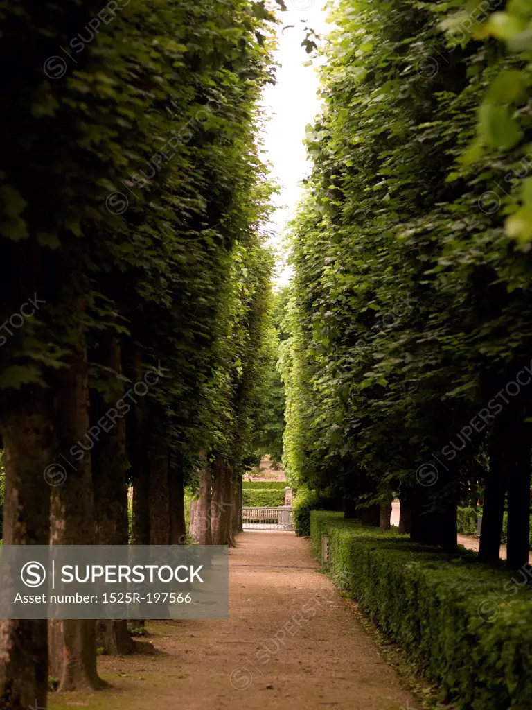Walkway between trees in Paris France