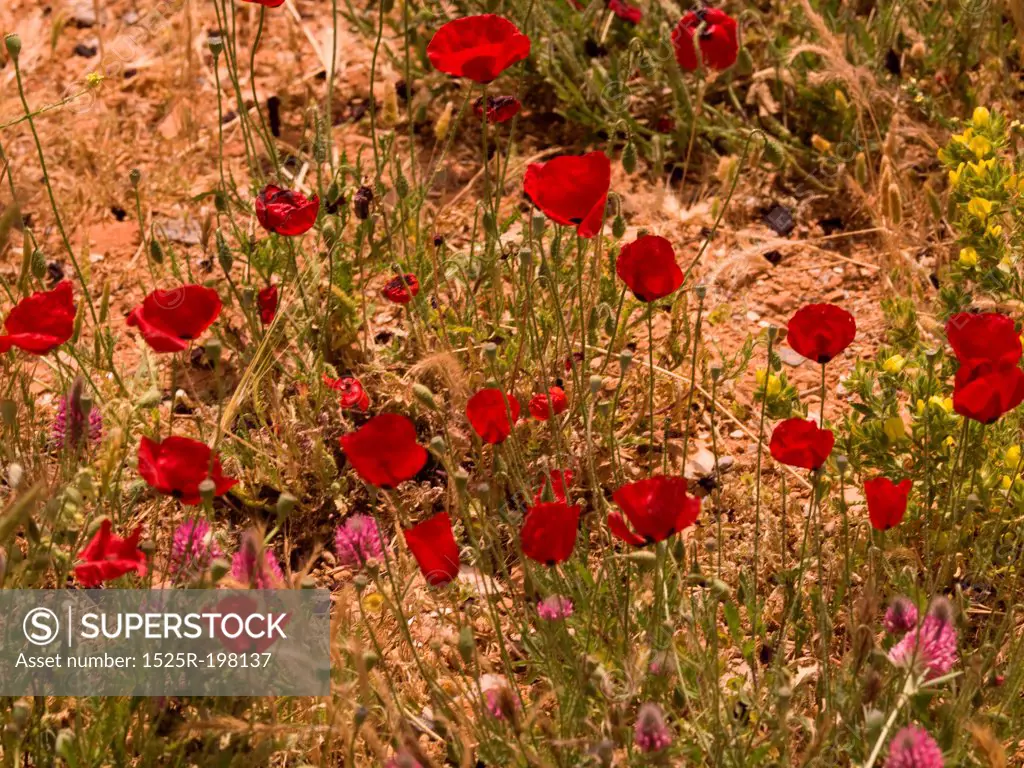 Flowers in field near Kusadasi Turkey