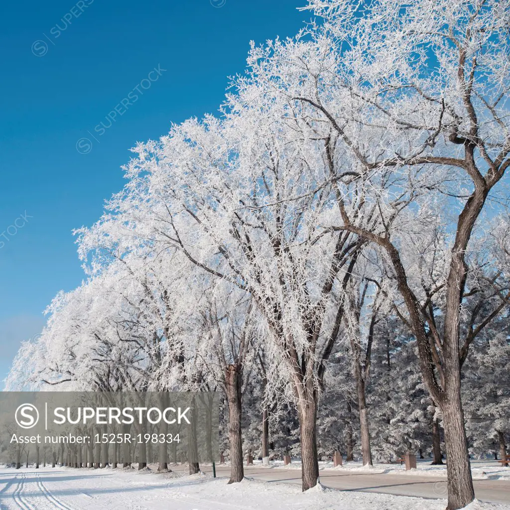 Winnipeg, Winter Frost