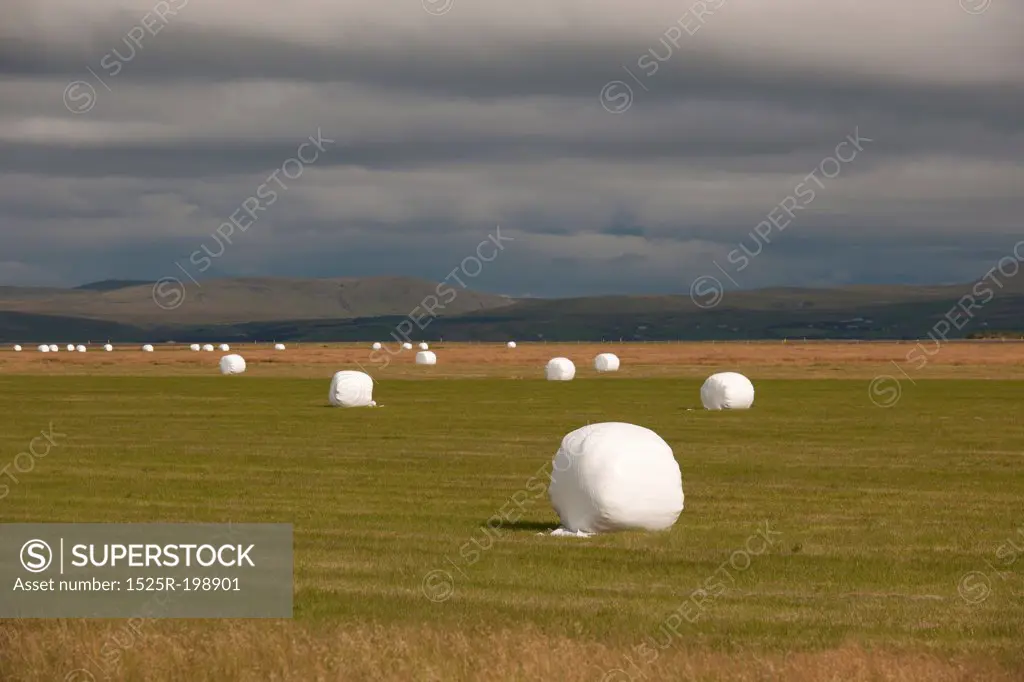 Round strawbales wrapped in plastic looking like marshmallows on farmland with black clouds