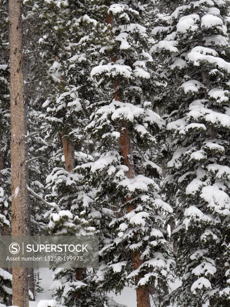 Evergreens covered with snow in Vail, Colorado