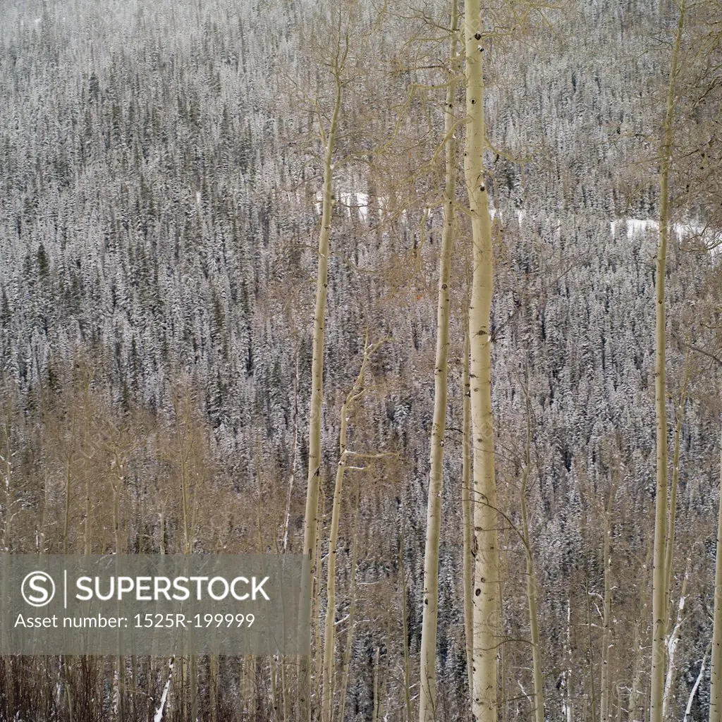 Snow covered forest in Vail, Colorado