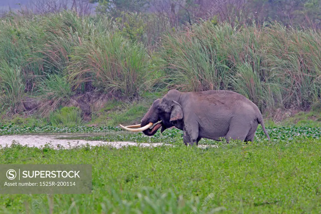 Asian elephant tusker drinking water