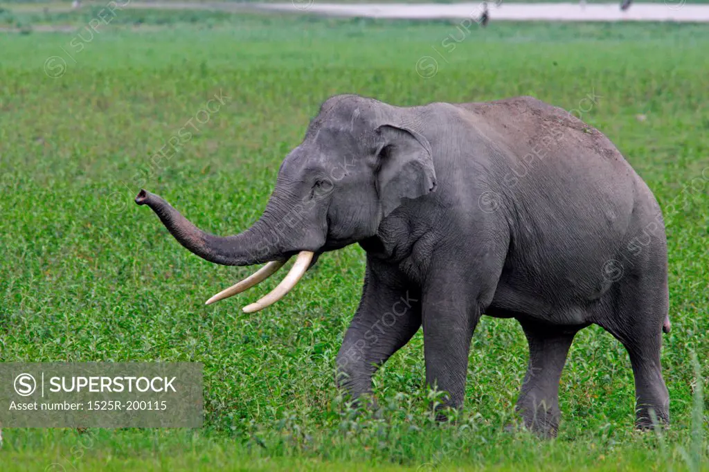 Asian elephant tusker sniffing