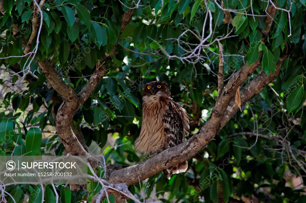 Brown fish owl resting on a tree, Corbett NP, India