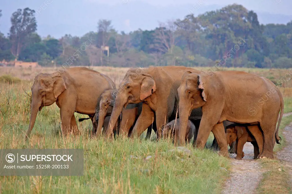 Elephant herd with Small calves in Corbett NP, India