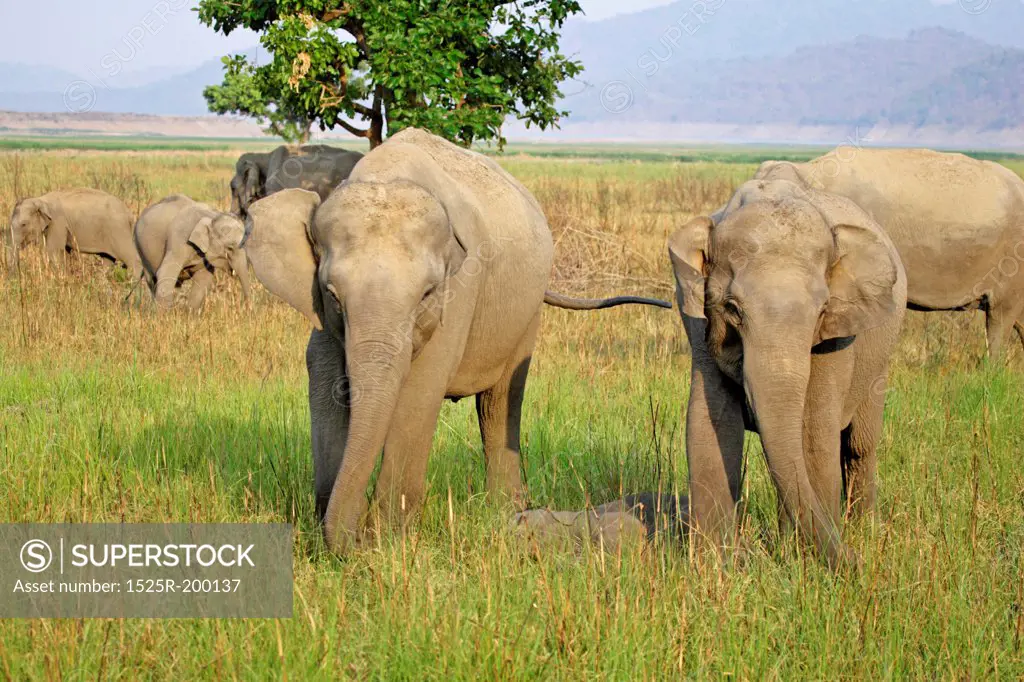 Asian elephant females guarding sleeping calf