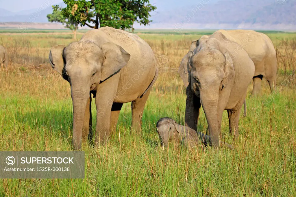 Asian elephant calf waking up between guarding female elephants