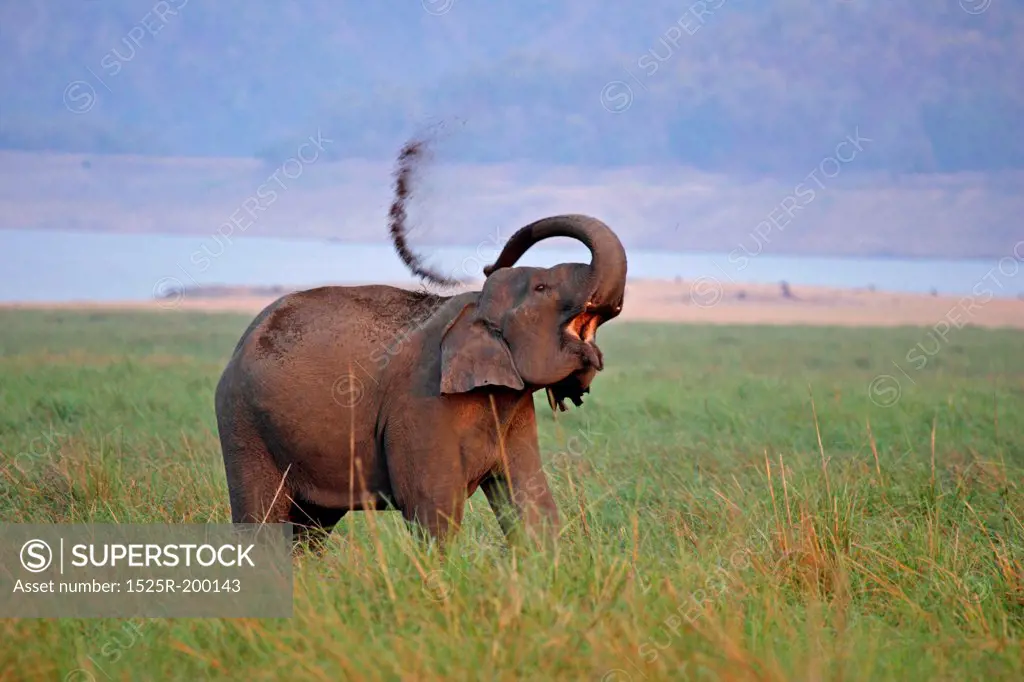 Asian elephant mud bathing