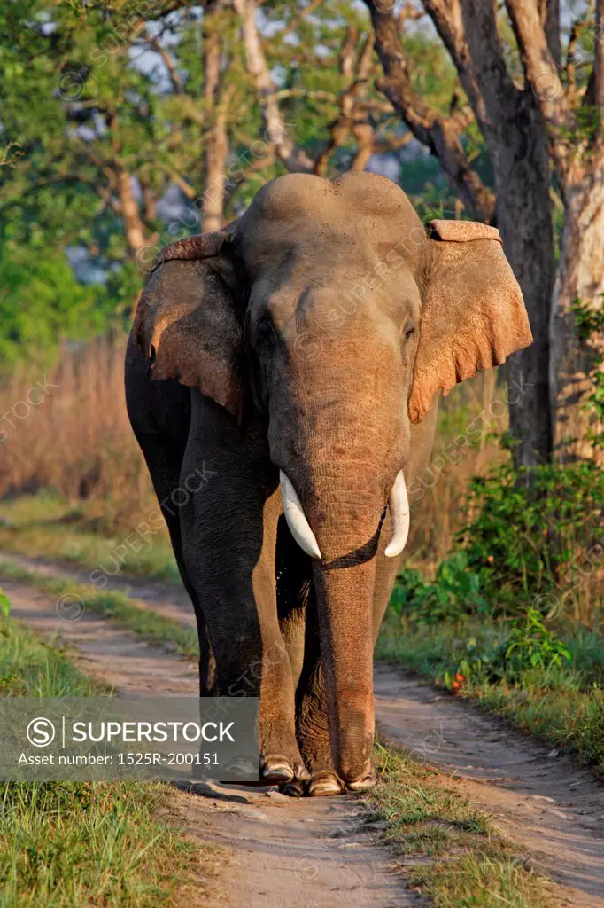 Portrait of Asia elephant tusker in musth