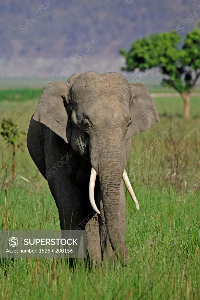 Portrait of a beautiful yound adult Asian elephant male