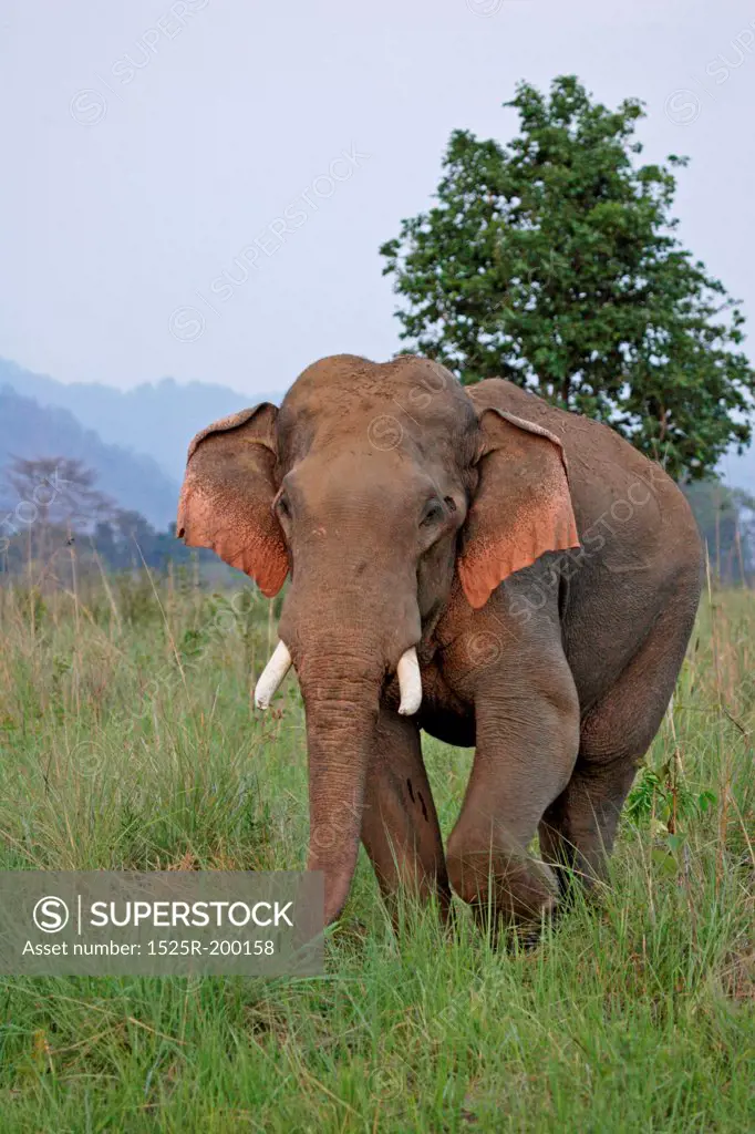 Beautiful adult male elephant with tusks