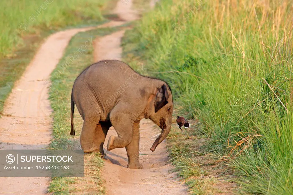 Playful baby elephant chasing mynah bird