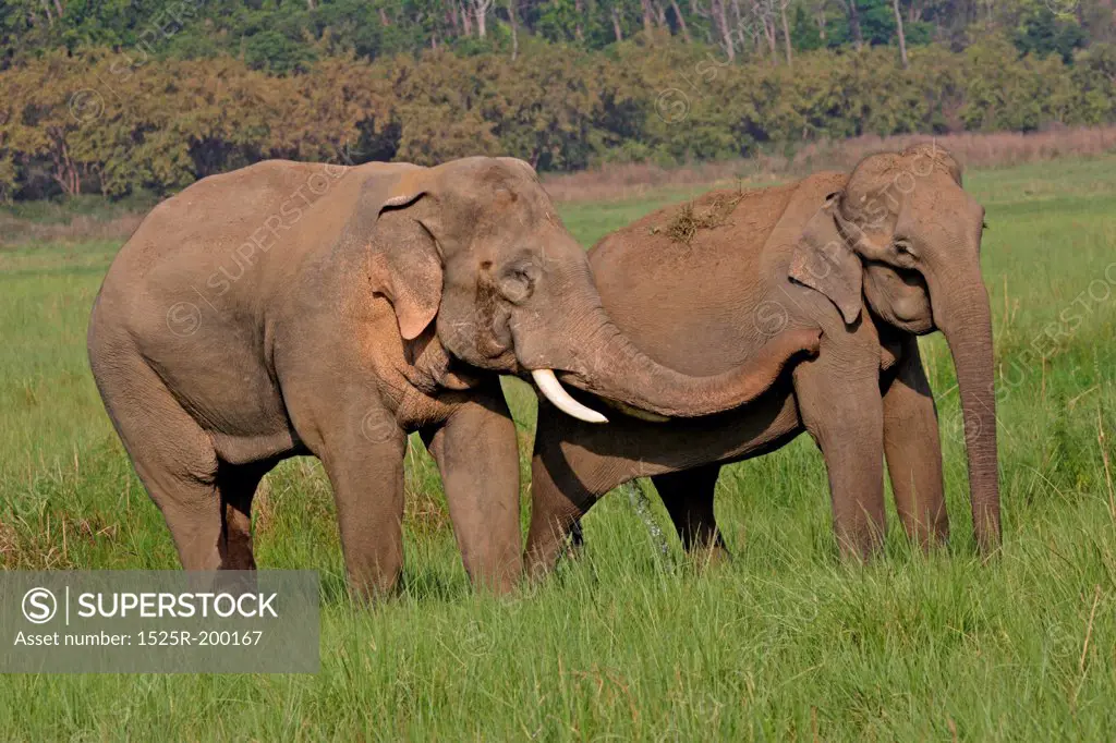 Asian elephant male in musth courting female
