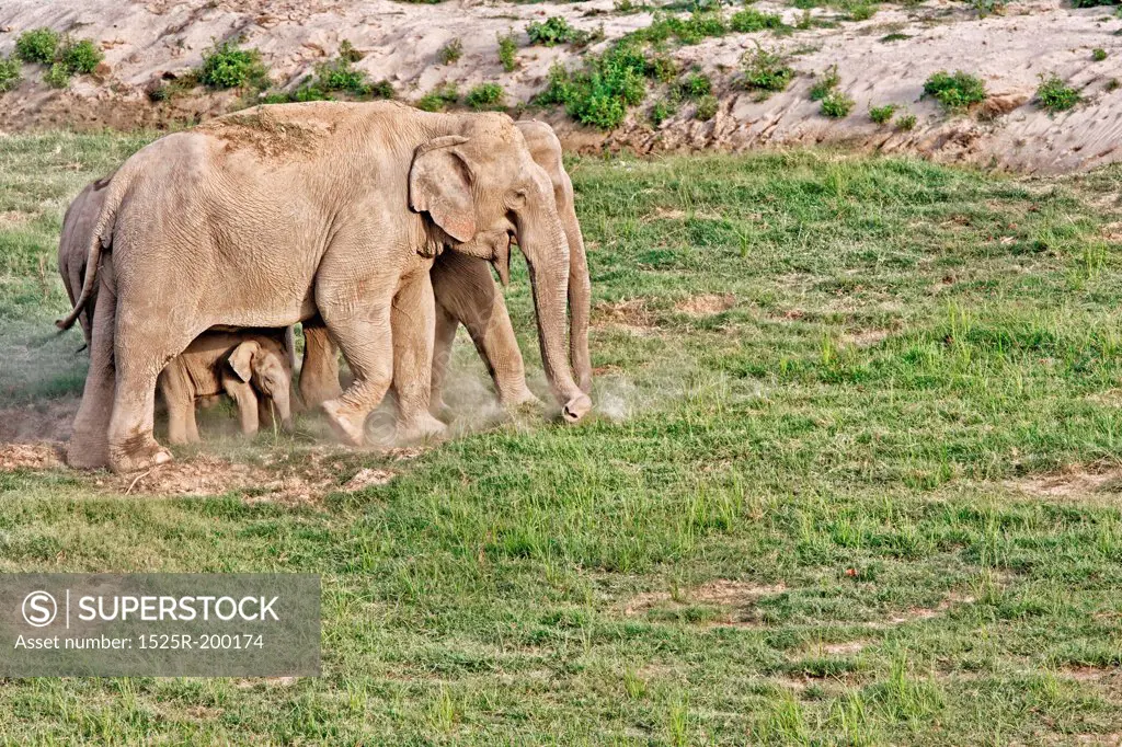 Elephant family with small calf, feeding on shortgrass