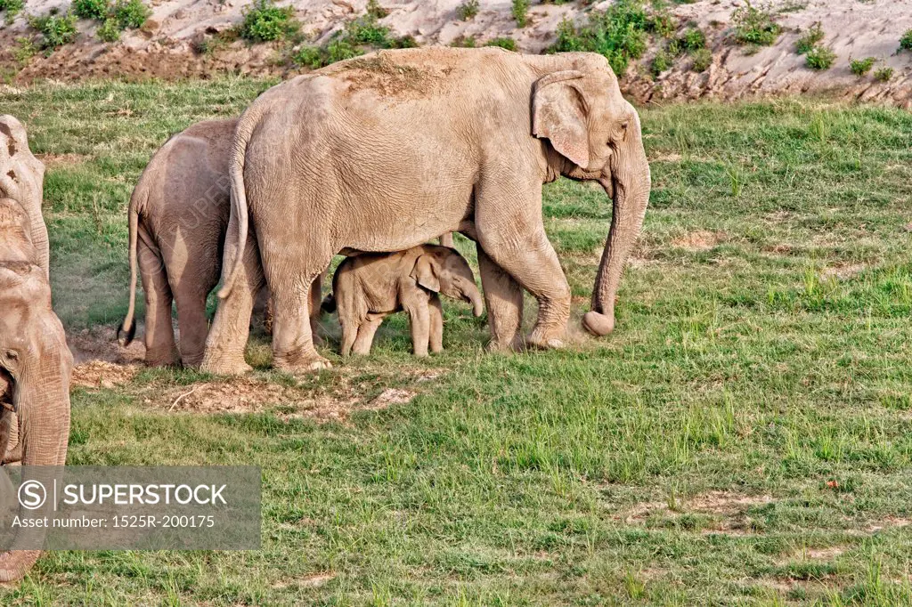 Small Elephant calf under mother belly during foraging.