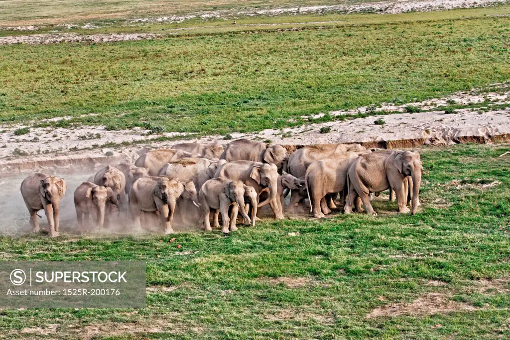 alarmed Asian elephant herd bunched up together and dust bathing