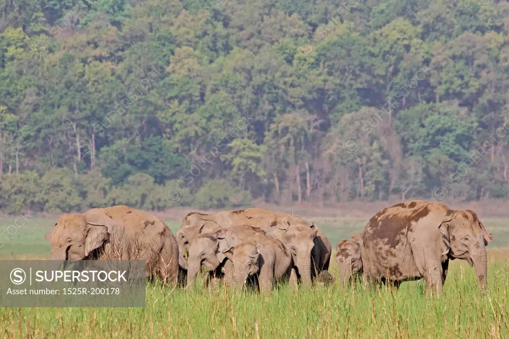 Asian elephant family grazing