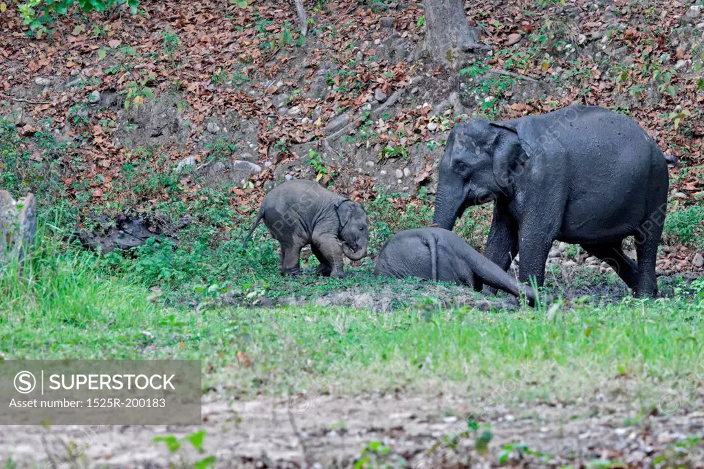 Elephant family enjoying mud wallow