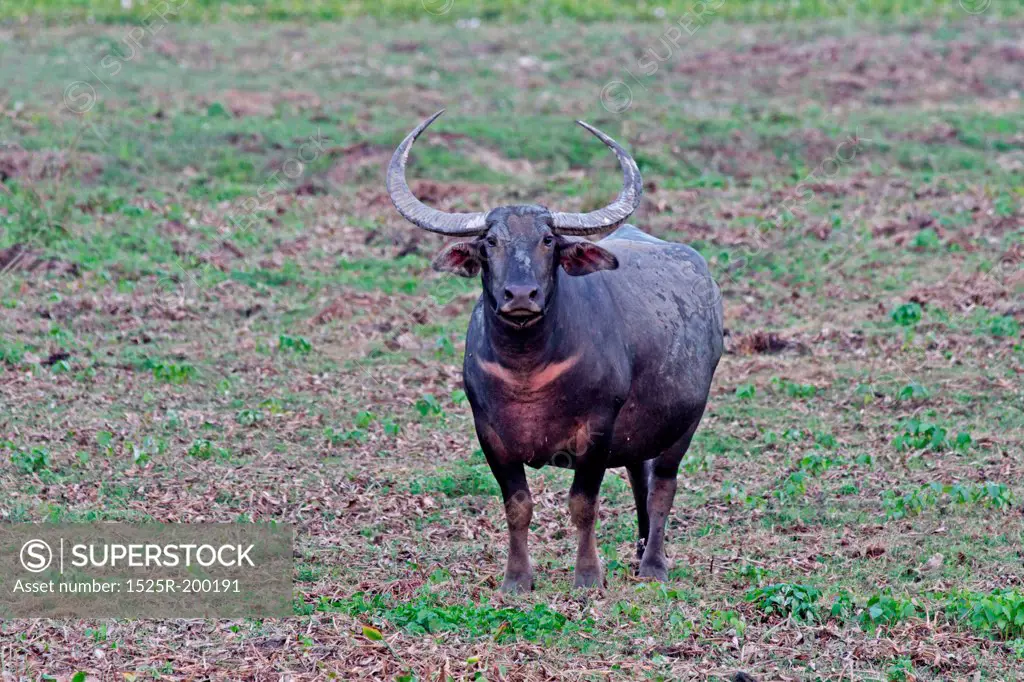Asiatic wild buffalo in Kaziranga