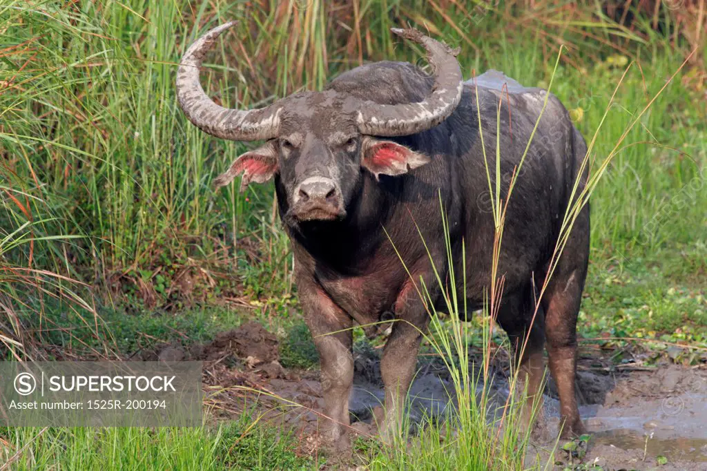 Asiatic wild buffalo bull in Kaziranga