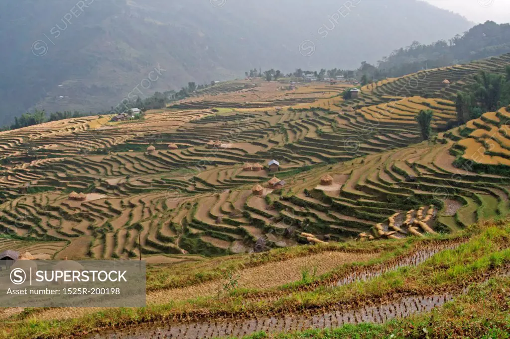 Terraced farming in Himalayas, Nepal