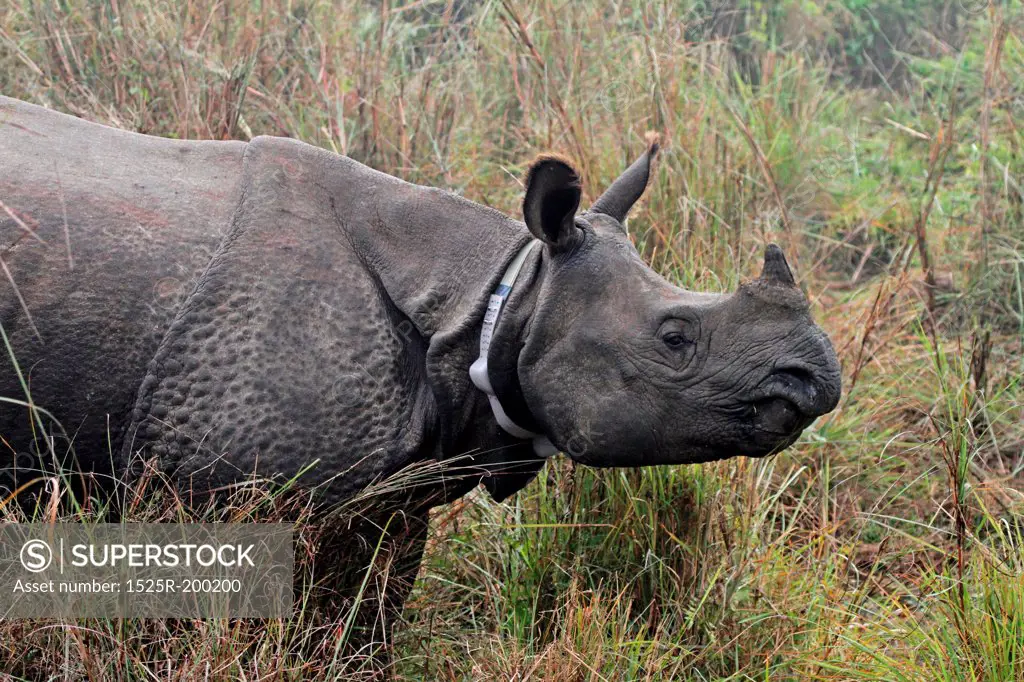 rhino with radio collar in Chitawan NP