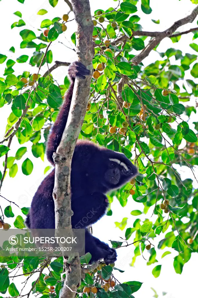 Hoolock gibbon on a tree, Joypore RF