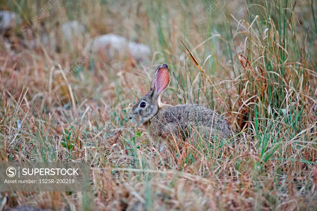 Indian hare hiding in grass, Corbett NP