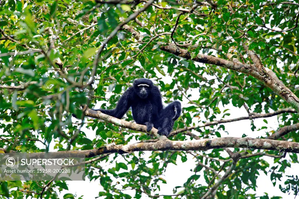 Hoolock gibbon male on a tree, Joypore RF