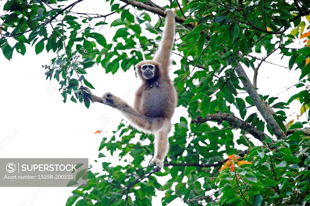 Female hoolock gibbon foraging for fruits